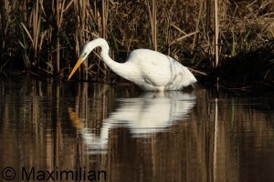 egret_2025_05.JPG