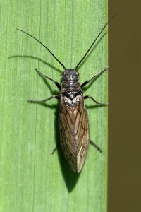 alderfly_2025_01.JPG