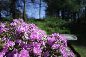 PJM Rhododendron 1.jpg