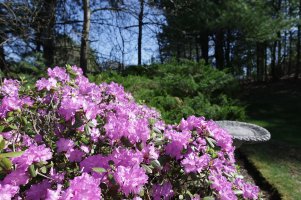 PJM Rhododendron 2.jpg