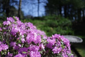 PJM Rhododendron 3.jpg