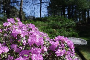 PJM Rhododendron 4.jpg