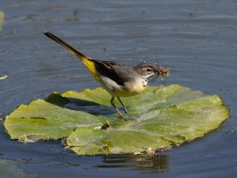 6L8A9140-DxO_Grey_wagtail+insects_Meadows.jpg