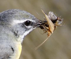6L8A8757-DxO_Grey_wagtail+insects copy.jpg