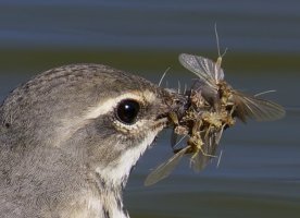 6L8A8900-DxO_Grey_wagtail+insects copy.jpg