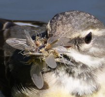 6L8A8955-DxO_Grey_wagtail+insects copy.jpg