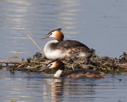 6L8A9799-DxO_Great_Crested_Grebe_on_Nest.jpg