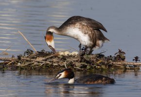 6L8A9877-DxO_Great_Crested_Grebe_on_Nest.jpg