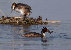 6L8A9929-DxO_Great_Crested_Grebe_on_Nest+fish_2.jpg