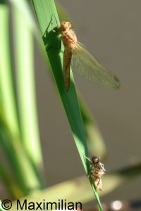 scarce_chaser_2025_01.JPG