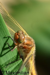 scarce_chaser_2025_03.JPG