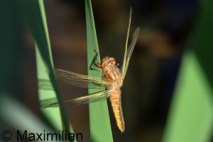 scarce_chaser_2025_04.JPG