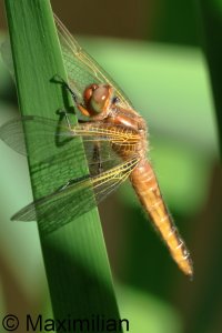 scarce_chaser_2025_05.JPG
