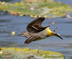 6L8A0604-DxO_Grey_Wagtail_flying.jpg