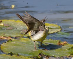 6L8A0601-DxO_Grey_Wagtail_catching_insect.jpg