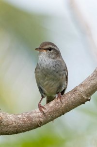 Horornis diphone 1.jpg