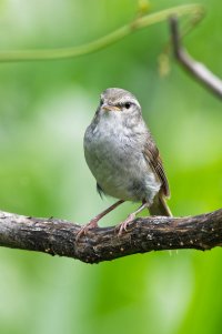 Horornis diphone 2.jpg