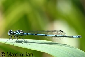 azure_damsel_2025_02.JPG