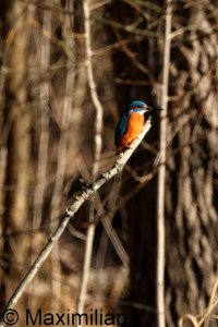 kingfisher_2025_05.JPG