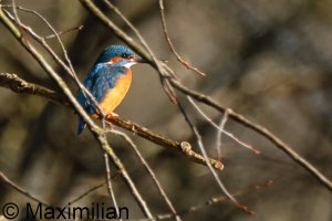 kingfisher_2025_06.JPG