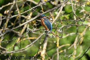 kingfisher_2025_08.JPG
