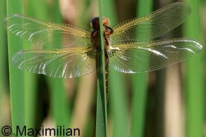 scarce_chaser_2025_06.JPG