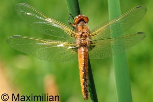 scarce_chaser_2025_07.JPG