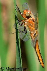 scarce_chaser_2025_09.JPG