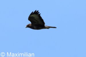 buzzard_2025_01.JPG