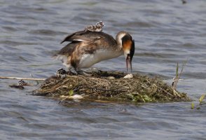 6L8A3451-DxO_Great_Crested_Grebe+chicks_on_back-ls-ts.jpeg