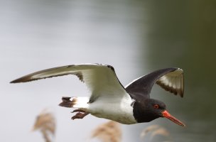 6L8A3563-DxO_Oystercatcher_flying-ls-ts.jpeg