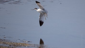 Pied avocet.jpg