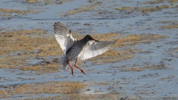 Common redshank_02.jpg