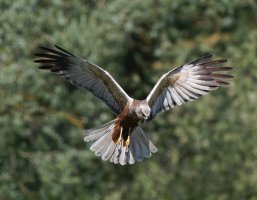 6L8A3955-DxO_Male_Marsh_Harrier_Hovering-0.7-best1.6x.jpeg