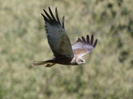 6L8A3985-DxO_Male_Marsh_Harrier_Flying+.7-best1.6x.jpeg