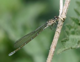 3R3A3569-DxO_female_red_eyed_damselfly.jpg