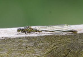 3R3A3647-DxO_Female_Willow_Emerald_Damselfly.jpg