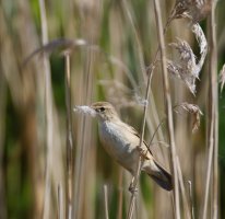 6L8A4398-DxO_Reed_warbler_ed.jpg