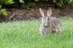 Yard Bunny.jpg