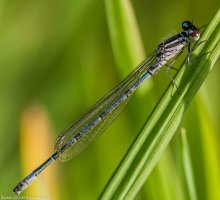 Immature-Male-Azure-Damselfly-by-Paul-Ritchie-e1588188470528-1024x933.jpg