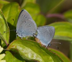 6L8A4589-DxO_Small_Blue_butterfly_coupling.jpg