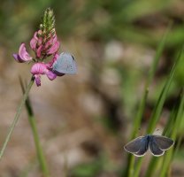 6L8A4624-DxO_Small_blue_butterfly_two-ts.jpeg