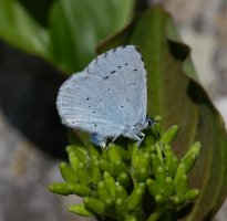 6L8A4598-DxO_Holly_Blue_butterfly.jpg