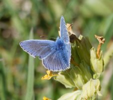 3R3A3743-DxO_Common_blue_Butterfly.jpg