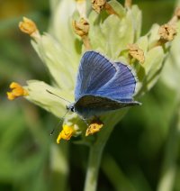 6L8A4614-DxO_Common_blue_butterfly.jpg