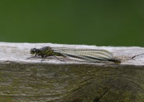 6L8A3638-DxO_Immature_female_Red_Damselfly.jpg