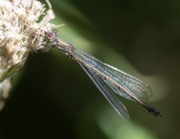 6L8A1720_Female_Willow_Emerald_Damselfly-hl-ls-tdn.jpeg