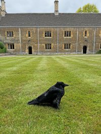 Crow_Caius_Court-ts_small.jpeg