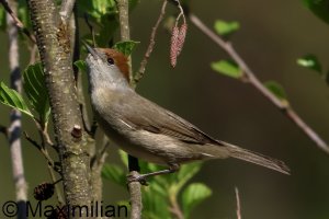 blackcap_2025_03.JPG