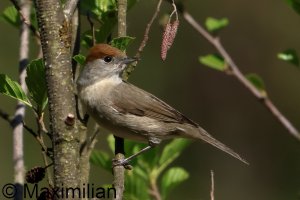 blackcap_2025_06.JPG